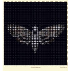 Process- Hawk Moth